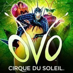 OVO - Cirque du Soleil
